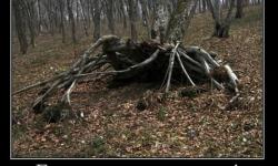 Господа кладоискатели